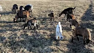 Про Джерсийского быка🐂Про продажу животных 🤠 ЗЦМ 🐐Мои детки 🤦🤣