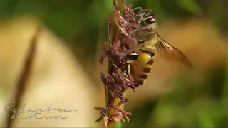 Macro video with honeybees