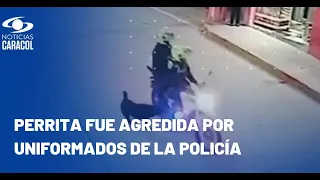 ¿Qué es lo último en el caso de la perrita golpeada por uniformados en San Cristóbal?