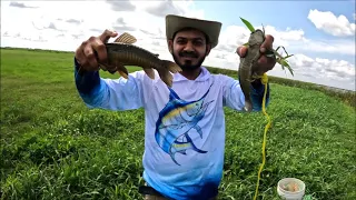 Catching Monster Size Hassa In Palm Bay