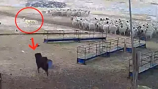 Tibetan Mastiff protects sheep flock from a wolf - Must Watch!!!