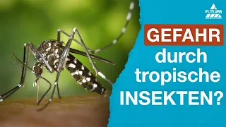 Asiatische Tigermücke in Deutschland? 🦟 Wie gefährlich sind Importschädlinge?