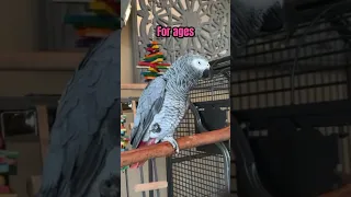 When did Gizmo learn a Scottish accent 🤣 #talkingparrot #africangrey #gizmo