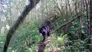 Zopu Trail Camera - Bear crossing 10-foot-high log bridge.