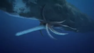 COLOSSAL SQUID (giant squid ) Vs. SPERM WHALE  "EPIC BATTLE"