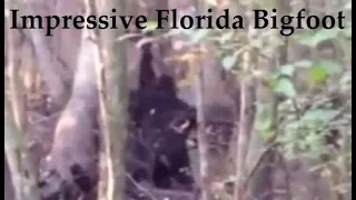 Impressive Florida Bigfoot Video. Sasqatch ripping up a tree