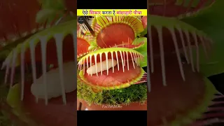 Venus Flytrap Carnivorous Plant