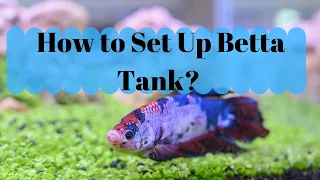Setting Betta Fish Tank Ideas - How to Set Up Betta Tank?
