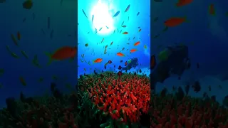 Coral Reef and Fish | Beautiful Underwater Video | 4k short video #shorts