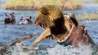 Lion is attacked by Crocodile and Hippo at the same time in the river | Lions fail and die instantly