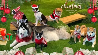 Dogs Having A Christmas  Party (2022)