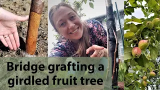 Bridge Grafting Severely Stripped/Girdled Fruit Trees