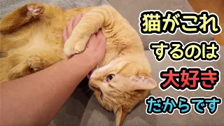 嫌われてる？と思ったら実は大好きだと伝えている猫の行動6選