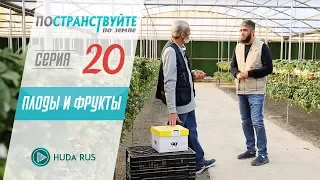 Плоды и фрукты и почему растения бывают зелеными  || "Постранствуйте по земле" #20