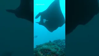 Why Manta Rays Don't Exist