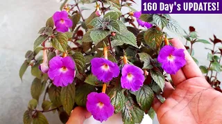EXTREMELY Rare & Beautiful Achimenes - How To Plant, Grow and Care