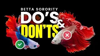 Betta Sorority Success: Essential Do's and Don'ts