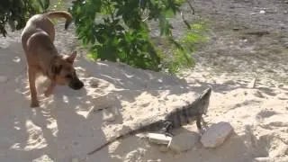 Iguana vs Dog