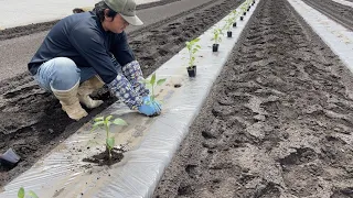 ピーマン栽培・植え付け「植える時に知っておくと作業が楽に出来ます」22/4/21