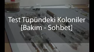 Test Tüpündeki kolonilerin hızlıca bakımı; ( Boğulan İşçileri kurtardık )