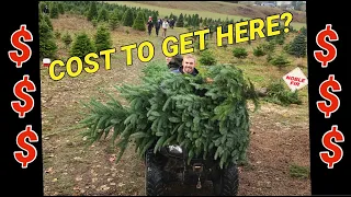 How much does it cost to grow a Christmas tree?   Planting seedling to cash in hand.