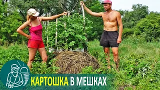 Growing Potatoes in Bags Under Hay 🌿 Gordeev’s Experiment