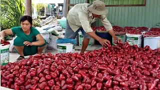 Asian Bell Fruit Agriculture Technology - Rose Apple Farm and Harvesting