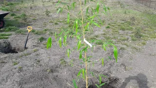 Phyllostachys vivax 'Aureocaulis'