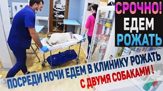 Срочно Едем Рожать! Ночью начались роды у собаки Американский Булли.