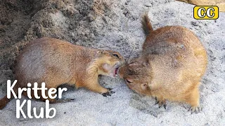 Have You Seen Prairie Dogs Kiss? It's Flipping Adorable | Kritter Klub