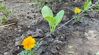 Продовжую висаджувати капусту .