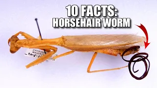 Obscure Facts: HORSEHAIR WORM (10 Facts You've NEVER HEARD!)