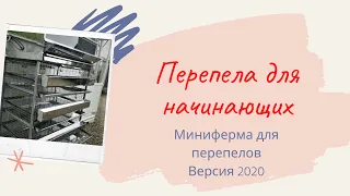 Перепела для начинающих.  Миниферма. Версия 2020