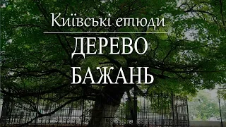Дерево бажань | Київські етюди