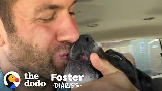Scared Pittie Gets So Happy When He Meets This Guy And His Pack | The Dodo Foster Diaries