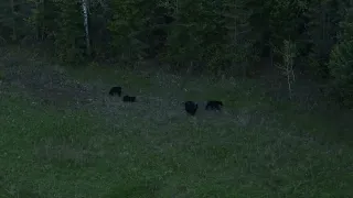 Bear and Three Cubs in a Field