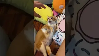 My Beautiful Cute Cat is So scary 🙀😂 i Dont Know What Happend | Funny Cats Videos