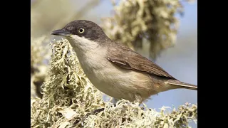 western orphean warbler sound for hunting صوت عصفور دخلة البساتين الشرقية للصيد
