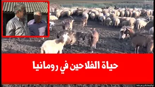 هذه هي حياة الفلاحين في رومانيا ...