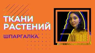 Ткани растений — шпаргалка. ЦТ, ЕГЭ, ЗНО