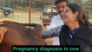 Pregnancy diagnosis in cow & buffalo l Dr Umar Khan
