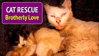 Cat Rescue - Poor street cats ignored for years until ...