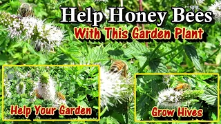 Help Sustain Honey Bees with this Easy to Grow Garden Plant: Bring Pollinators to Your Garden Too!