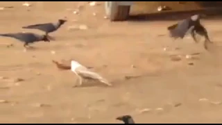 white crow in india