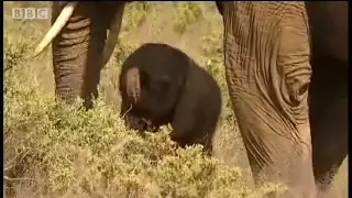 One day old baby elephant - BBC Animals