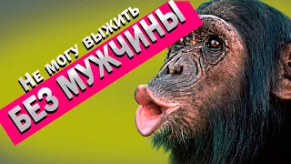 11 Остервенелых макак учат паразитизму..