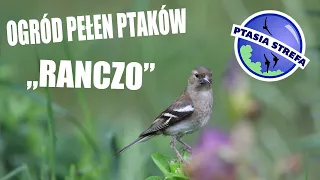 Ogród pełen ptaków - RANCZO