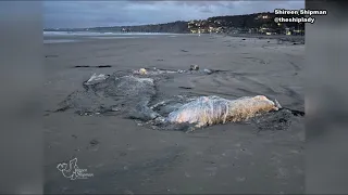 Young gray whale carcass washes up onto La Jolla shores