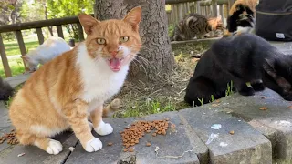 Beautiful Cats living in the park. White Cat meows saying love me. 😍