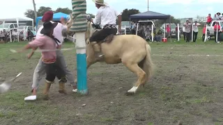 Jineteadas de caballos Rueda  Bastos Festivalito El Sauceño 2024